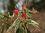 Pieris Flaming Silver